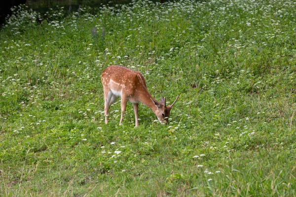 Cute Deer Grazing Green Field — Stock Photo, Image