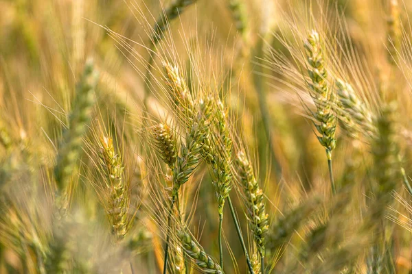 Närbild Gröna Öron Vete Fältet — Stockfoto