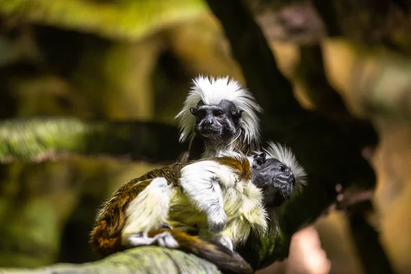 Macacos Tamarin Top Algodão Bonito Sentado Galho Árvore — Fotografia de Stock