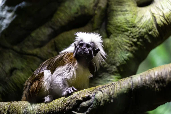 Macaco Tamarin Algodão Bonito Sentado Galho Árvore — Fotografia de Stock