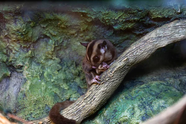 Söt Liten Liten Lemur Sitter Träd Gren — Stockfoto