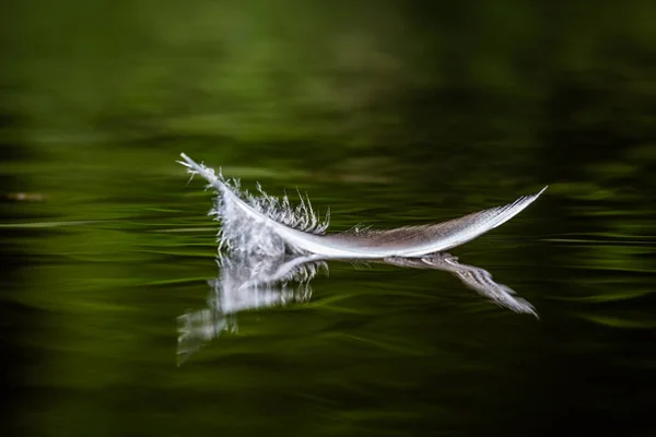 Penas Aves Água Com Reflexos — Fotografia de Stock