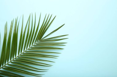Mavi zemin üzerine yeşil palmiye yaprağı