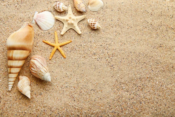 Conchas Marinhas Estrelas Mar Areia Praia — Fotografia de Stock