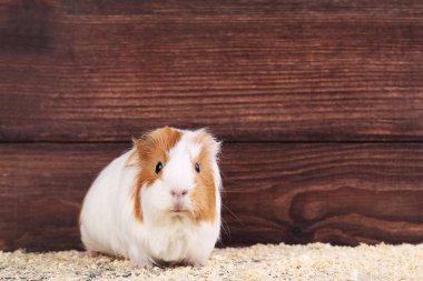 Eskiden şiling şimdi domuz kahverengi zemin üzerinde talaş ile