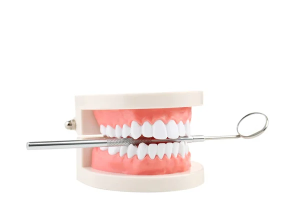 Modelu Zębów Pomocą Narzędzia Stomatologiczne Białym Tle — Zdjęcie stockowe