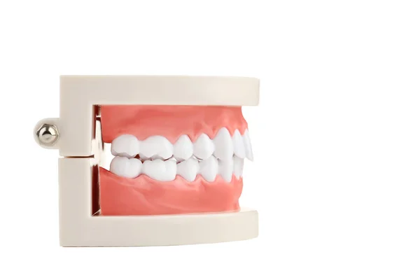 Modello Denti Isolato Sfondo Bianco — Foto Stock