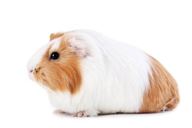 Beyaz arka planda izole edilmiş kobay faresi