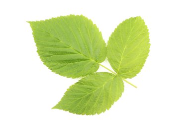 Ahududu yaprağı beyaz arkaplanda izole edildi