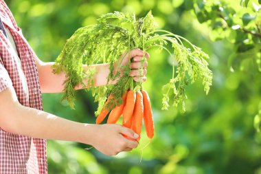 Delikanlı taze havuç bahçede holding