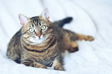 Ekose üzerinde yalan gri tüylü kedi