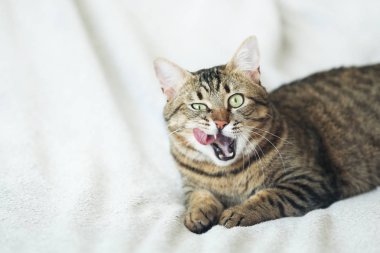 Ekose üzerinde yalan gri tüylü kedi