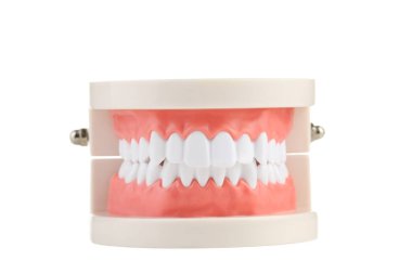 Beyaz arka plan üzerinde izole dişler modeli