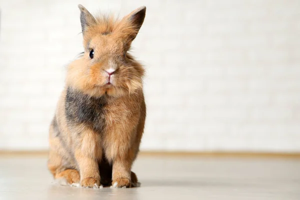 Marrón Hermoso Conejo Sentado Suelo — Foto de Stock