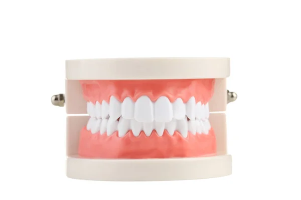 白い背景上に孤立歯モデル — ストック写真