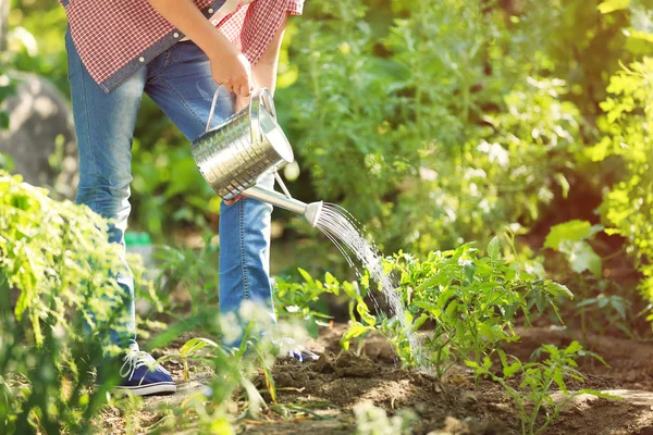 Anak Muda Menuangkan Tomat Hijau Kebun — Stok Foto