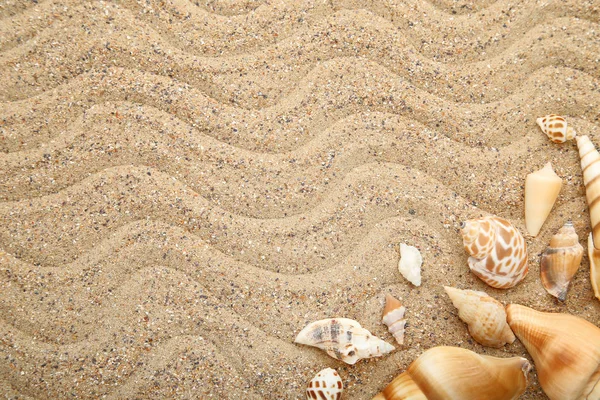 Seashells Beach Sand — Stock Photo, Image