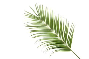Beyaz arkaplanda yeşil palmiye yaprağı