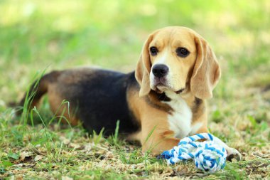 Beagle köpek parkta oyuncak ile