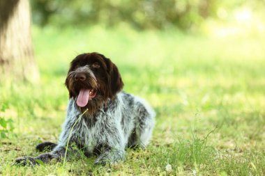 Alman işaretçi köpek parkta