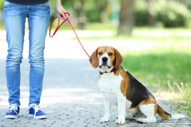 Parkta beagle köpek ile yürüyen kadın