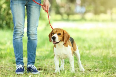 Parkta beagle köpek ile yürüyen kadın