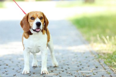 Beagle köpek kira kontratı ayakta Park ile