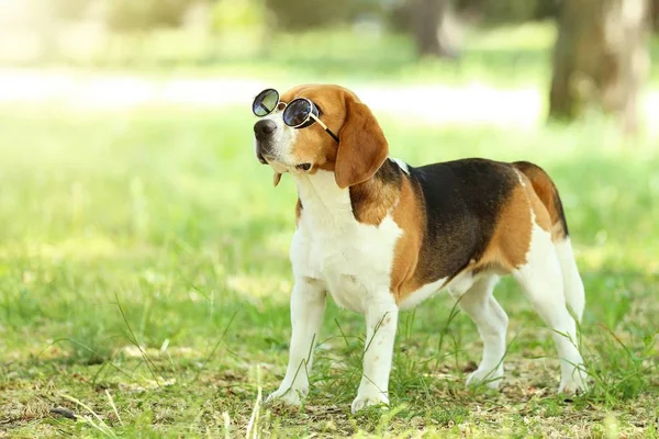 Beagle Chien Avec Des Lunettes Soleil Debout Dans Parc — Photo
