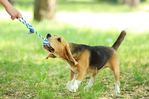 Beaglehund Leker Med Leksak Parken — Stockfoto