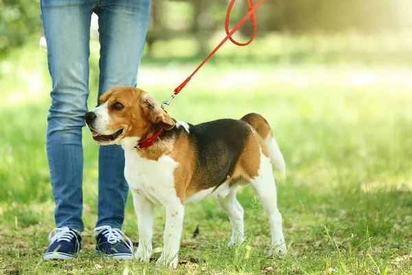 Donna Che Cammina Con Cane Beagle Nel Parco — Foto Stock