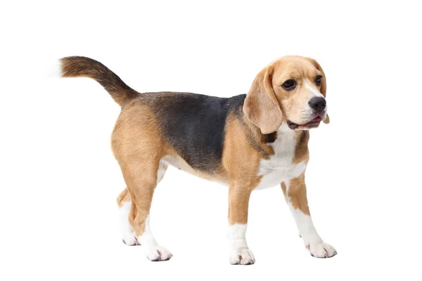 Beagle Perro Aislado Sobre Fondo Blanco — Foto de Stock