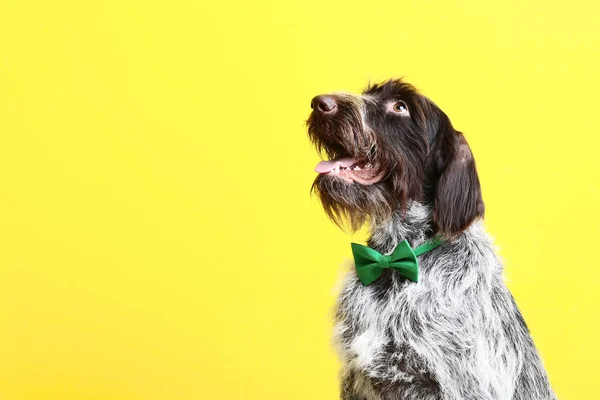 Perro Puntero Alemán Con Pajarita Sobre Fondo Amarillo — Foto de Stock