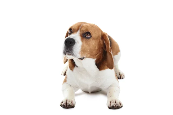 Собака Белом Фоне — стоковое фото