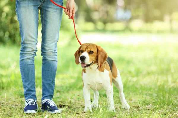 Kvinnan Promenader Med Beaglehund Parken — Stockfoto