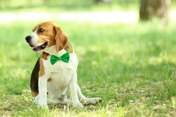 Beagle Perro Con Pajarita Sentado Parque —  Fotos de Stock