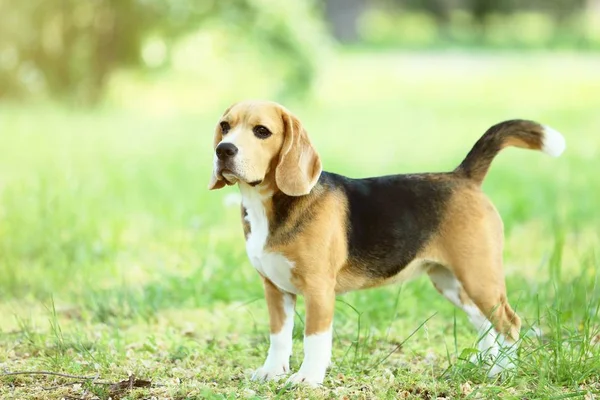 Cão Beagle Parque — Fotografia de Stock