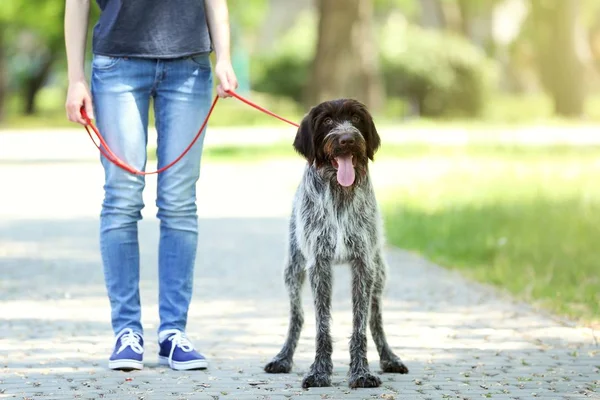 Mujer Caminando Con Perro Puntero Alemán Parque — Foto de Stock