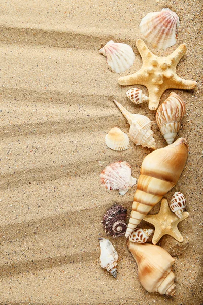 Snäckskal Och Starfishes Stranden Sand — Stockfoto