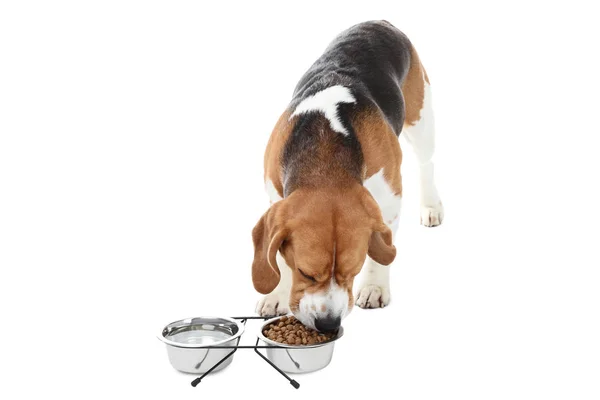Beagle Perro Comiendo Comida Seca Cuenco Sobre Fondo Blanco — Foto de Stock