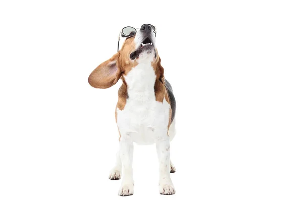 Perro Beagle Gafas Sol Aisladas Sobre Fondo Blanco — Foto de Stock