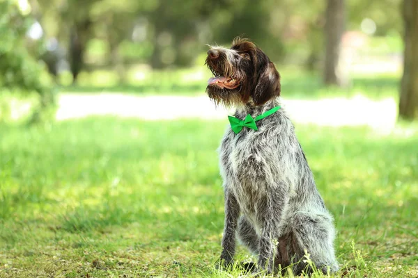 Perro Puntero Alemán Con Pajarita Parque — Foto de Stock