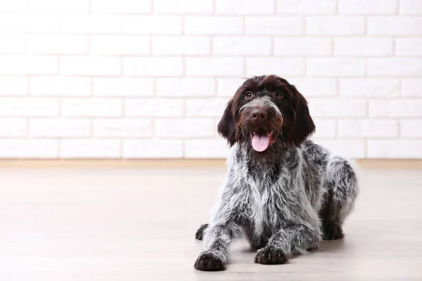 Vorsteh Hund Liggande Golvet — Stockfoto