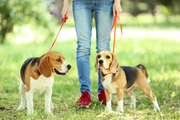 Kvinnan Promenader Med Beagle Hundar Parken — Stockfoto