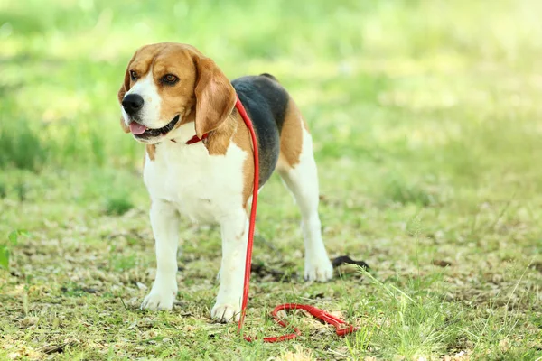 公園でリーシュのビーグル犬 — ストック写真