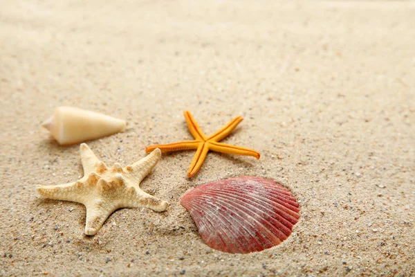 Conchas Marinas Estrellas Mar Arena Playa — Foto de Stock