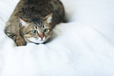 Gri kedi üzerinde beyaz ekose yalan