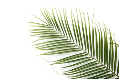 Beyaz arkaplanda yeşil palmiye yaprağı