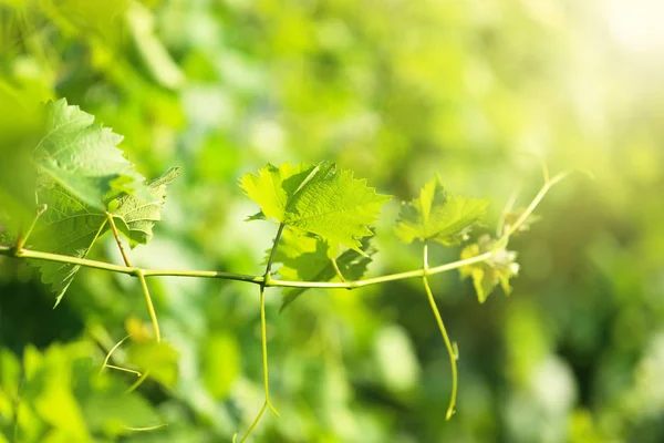 Зеленые Листья Винограда Саду — стоковое фото