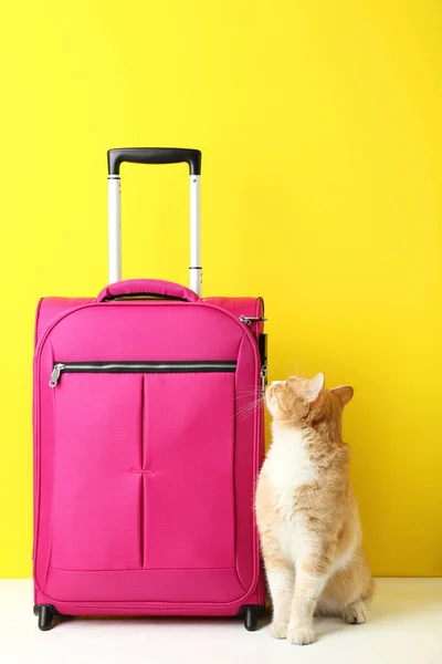 Pink Suitcase Ginger Cat Yellow Background — Stock Photo, Image