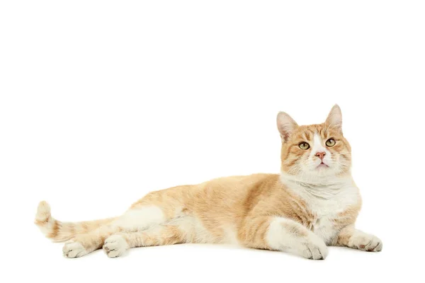 แมวข กแยกจากพ นหล ขาว — ภาพถ่ายสต็อก